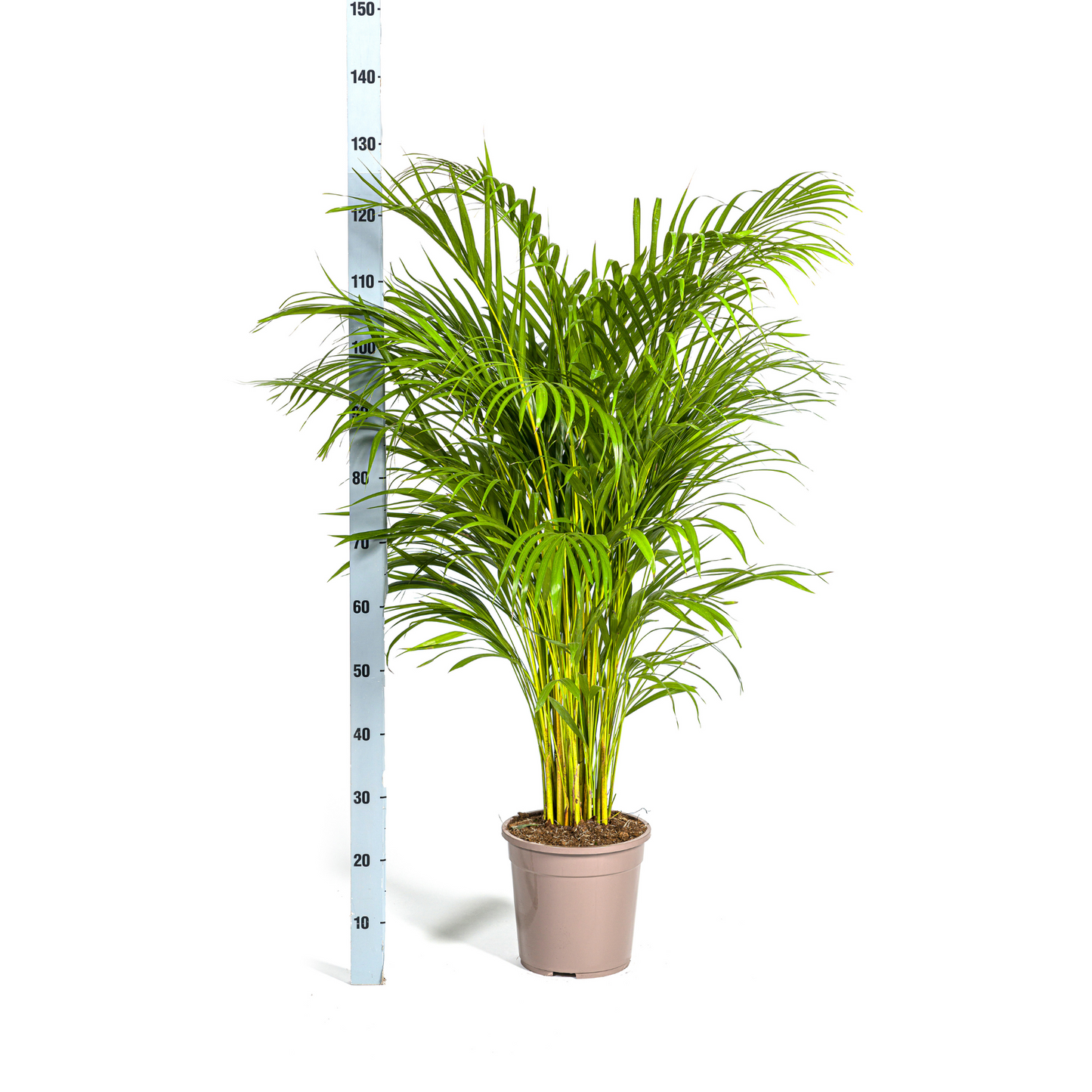 Dypsis Areca Lutescens mit Korb Ø24cm - ↕120 - 140cm