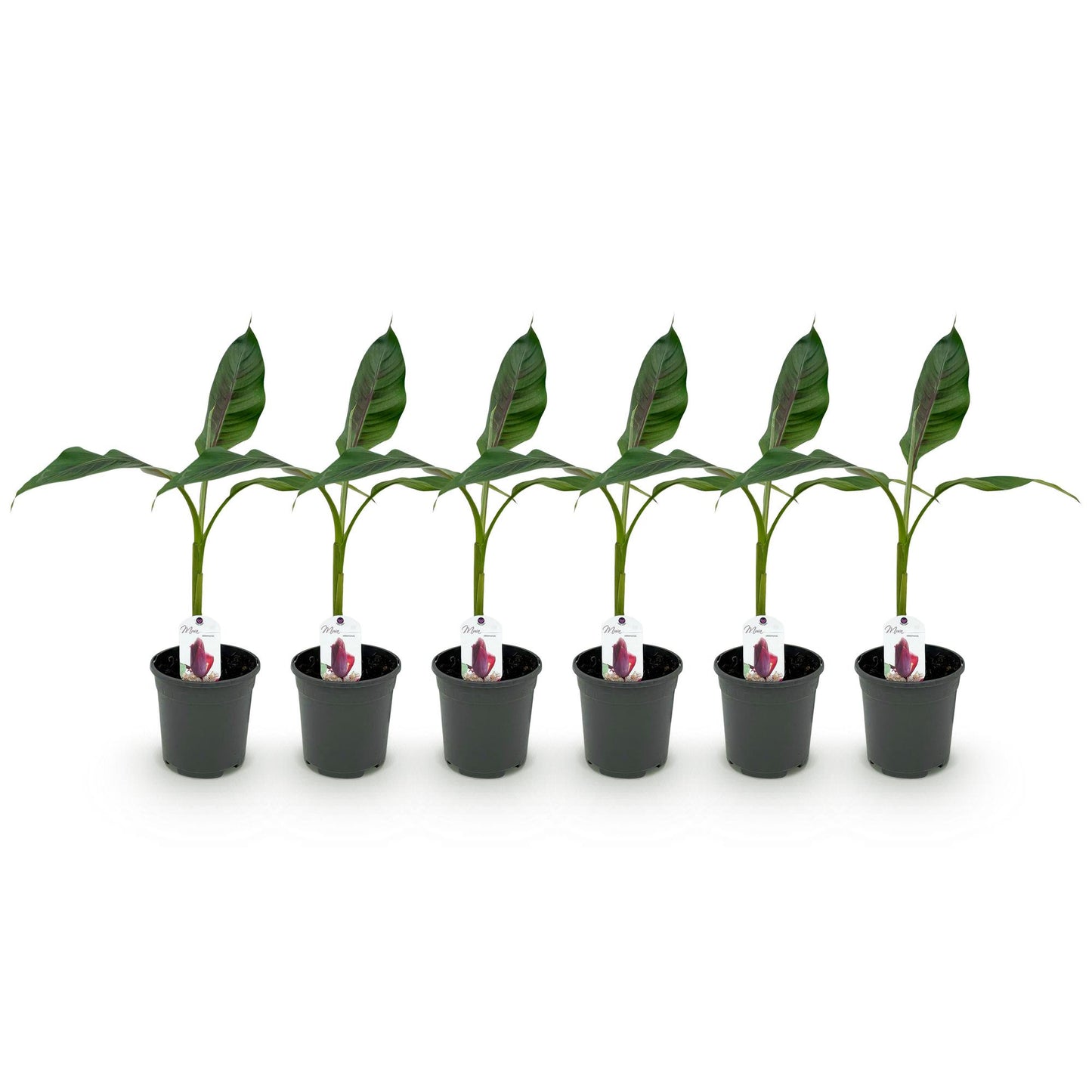 Obstpflanze - Bananenpflanze - Musa sikkemensis Red Tiger - Winterhart - 6 Pflanzen - Topf 17cm Höhe 40cm