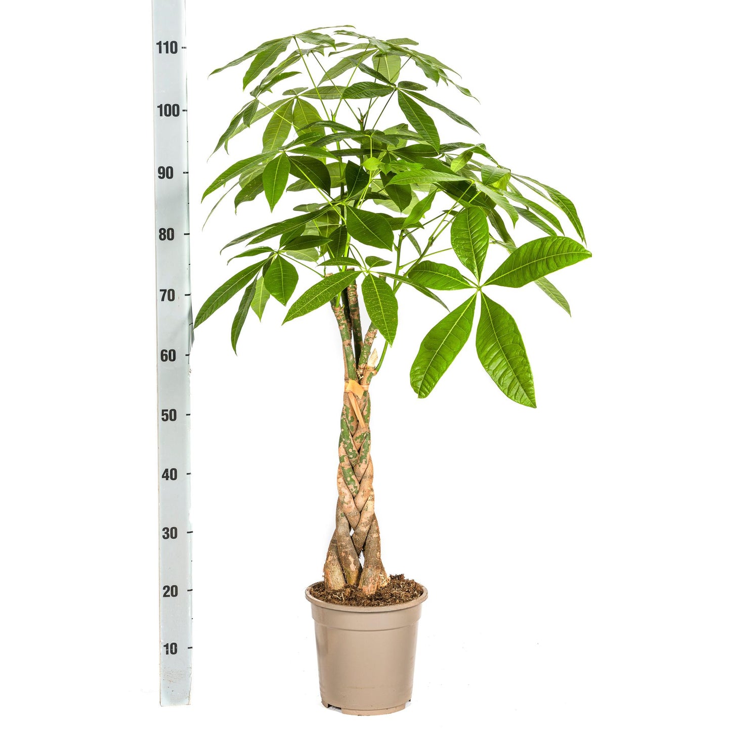Pachira Aquatica mit Korb Ø21cm - ↕90 - 110cm