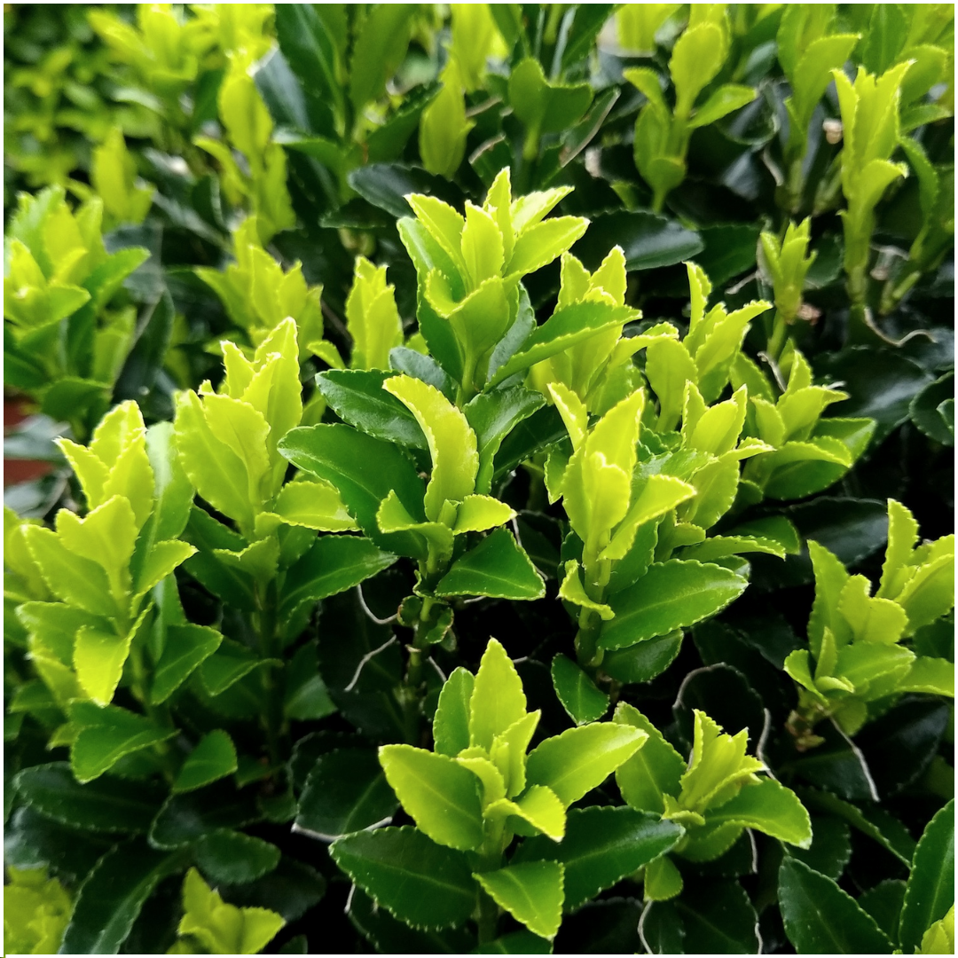2 x 6er-Pack Euonymus 'Green Spire' – Ø 7 cm – ↨ 15 cm