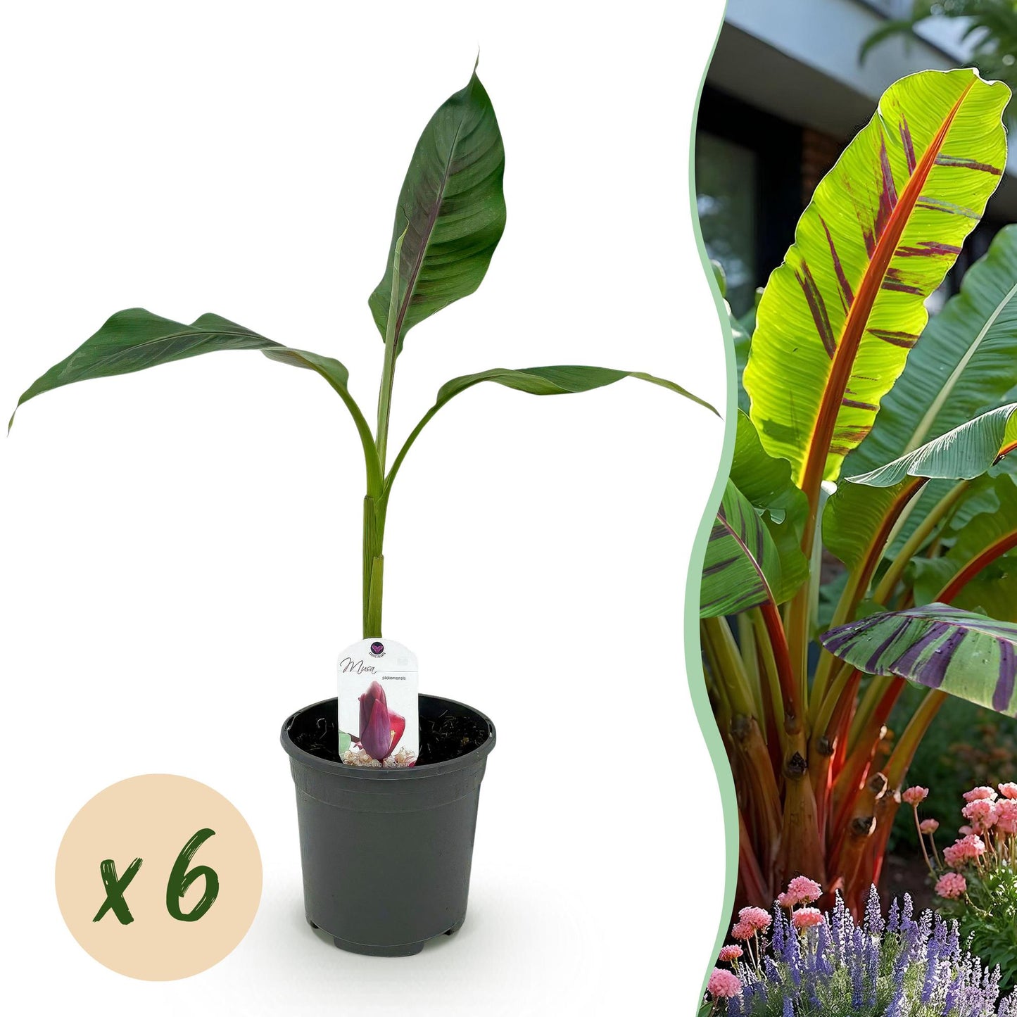 Obstpflanze - Bananenpflanze - Musa sikkemensis Red Tiger - Winterhart - 6 Pflanzen - Topf 17cm Höhe 40cm