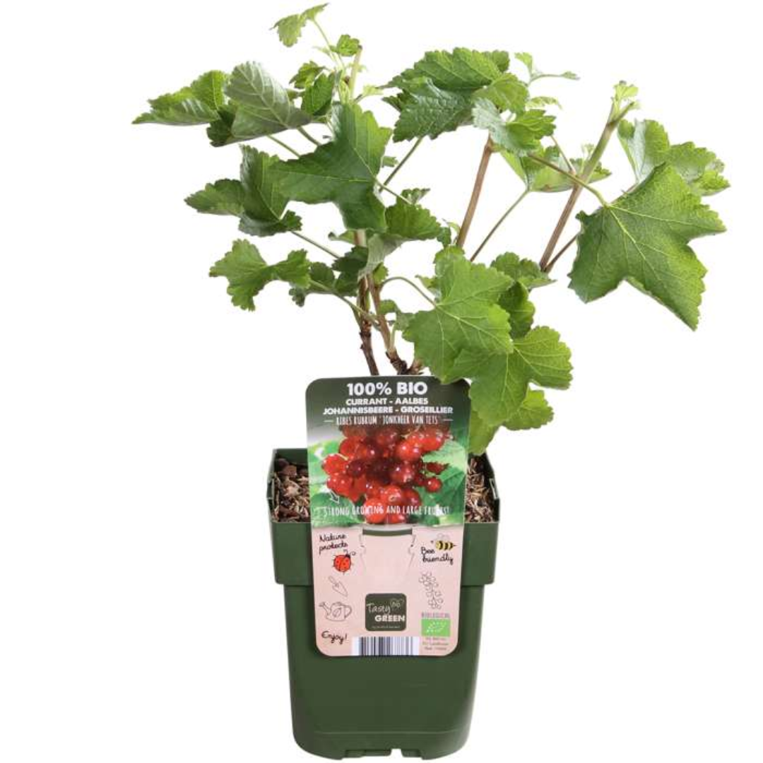 6 x Bio-Stachelbeerpflanzen – Ø 13 cm – ↨ 20 cm