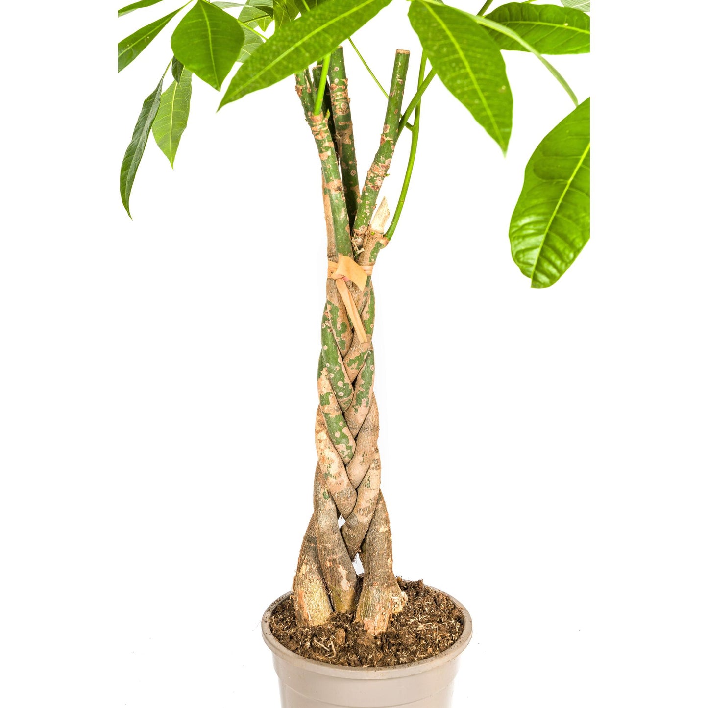 Pachira Aquatica mit Korb Ø21cm - ↕90 - 110cm