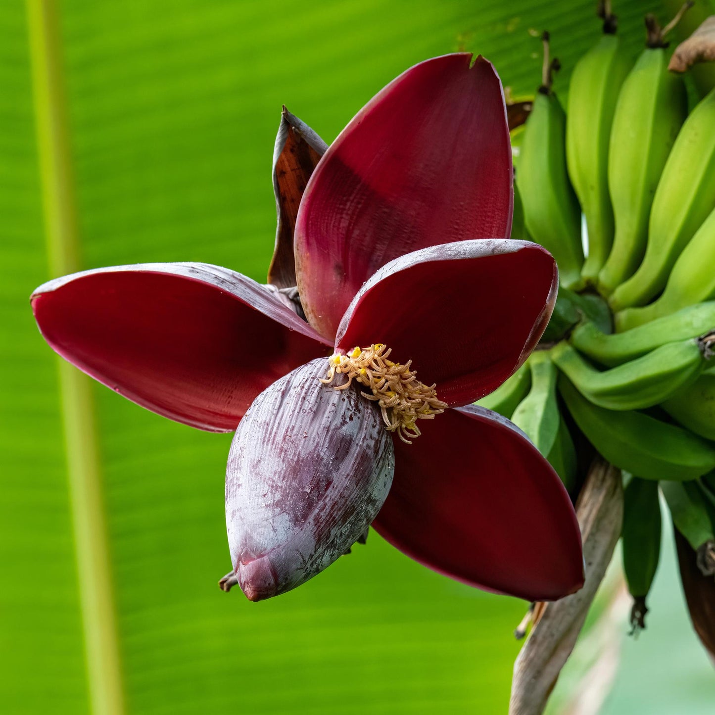Obstpflanze - Bananenpflanze - Musa sikkemensis Red Tiger - Winterhart - 6 Pflanzen - Topf 17cm Höhe 40cm
