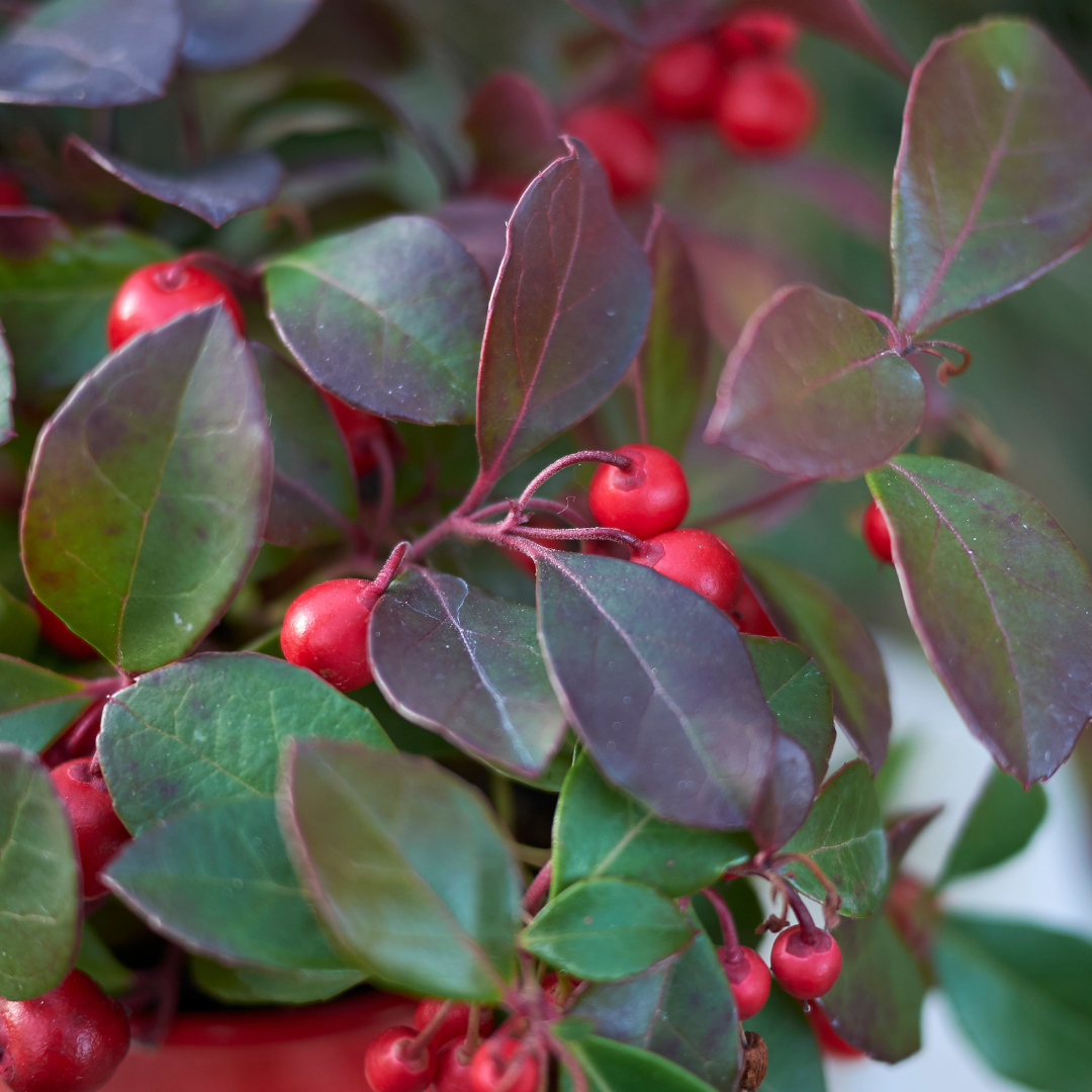 6x Gaultheria procumbens 'Big Berry' | 12 cm Ø | 15-20 cm ↕