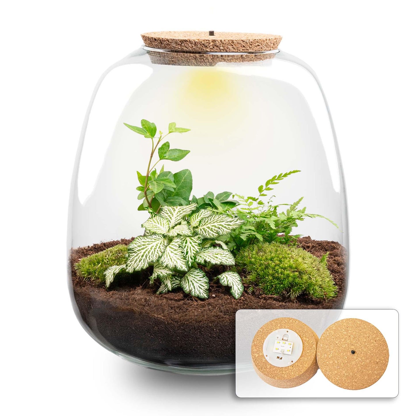 Pflanzenterrarium – Emma – DIY-Set – ↑ 25 cm – Ø 23 cm – Emma Hedera White