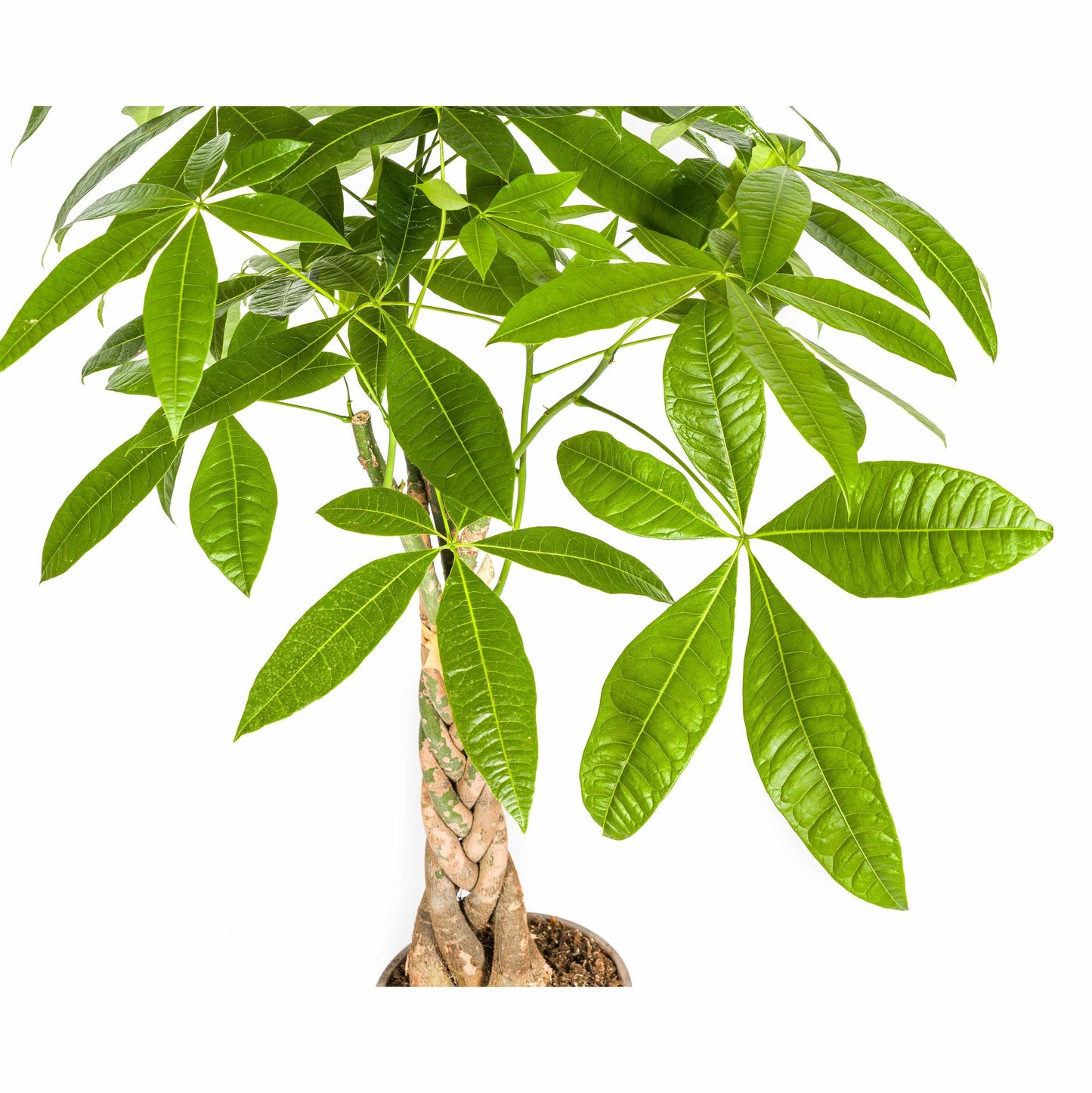 Pachira Aquatica mit Korb Ø21cm - ↕90 - 110cm