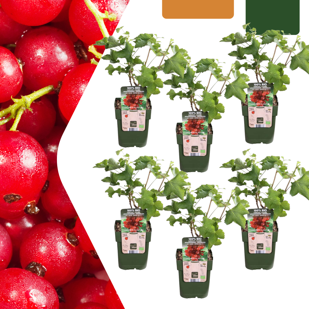 6 x Bio-Stachelbeerpflanzen – Ø 13 cm – ↨ 20 cm
