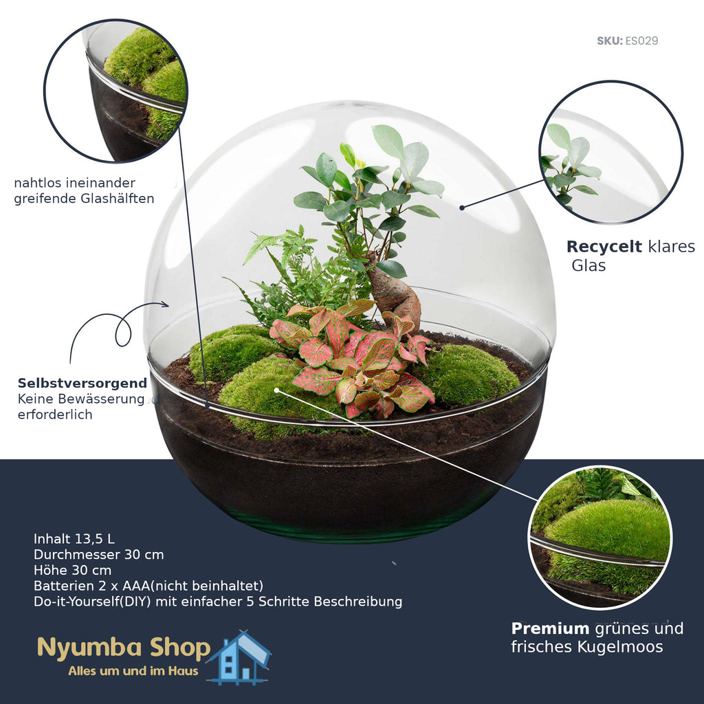 Flaschengarten - Dome XL - Ficus Ginseng Bonsai - ↕ 30 cm - Keine Werkzeuge