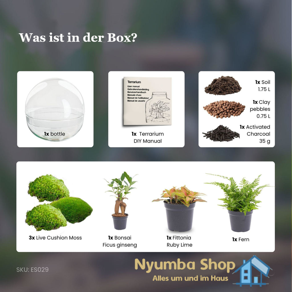 Flaschengarten - Dome XL - Ficus Ginseng Bonsai - ↕ 30 cm - Keine Werkzeuge