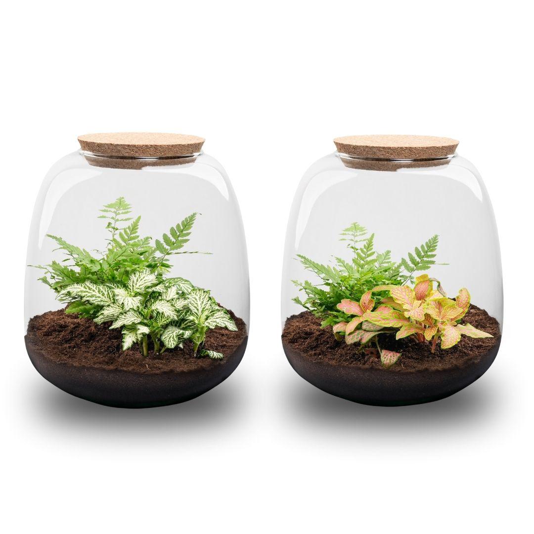 Pflanzen-Terrarium – Emma Mini – DIY – Höhe: 20 cm – Durchmesser: 19 cm – Fittonia „White Tiger“