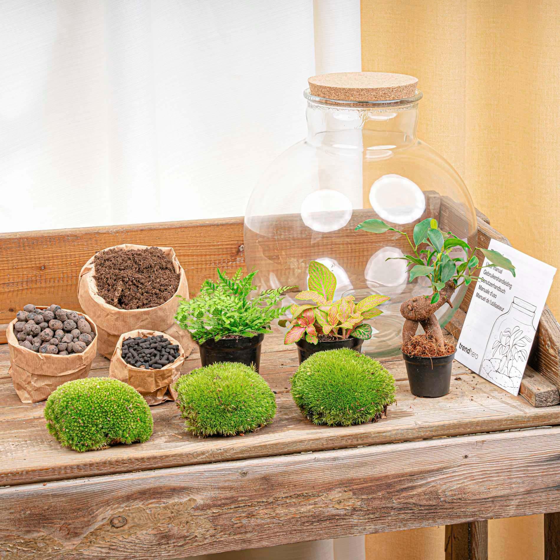 DIY-Pflanzenterrarium mit Licht – Bolder Bob Bonsai – Ø 31 cm ↑ 30 cm