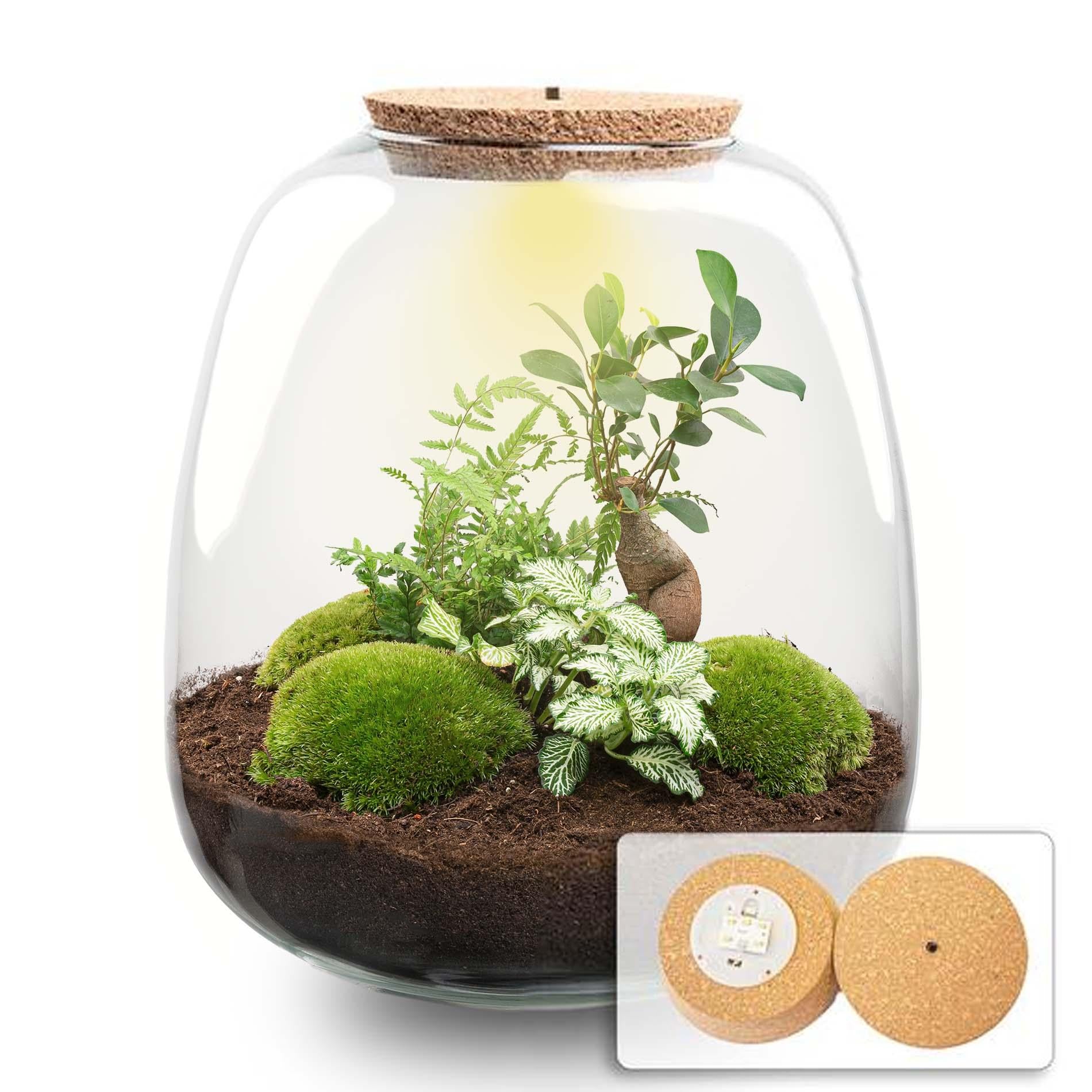 Pflanzenterrarium – Emma – DIY-Set – ↑ 25 cm – Ø 23 cm – Bonsai White