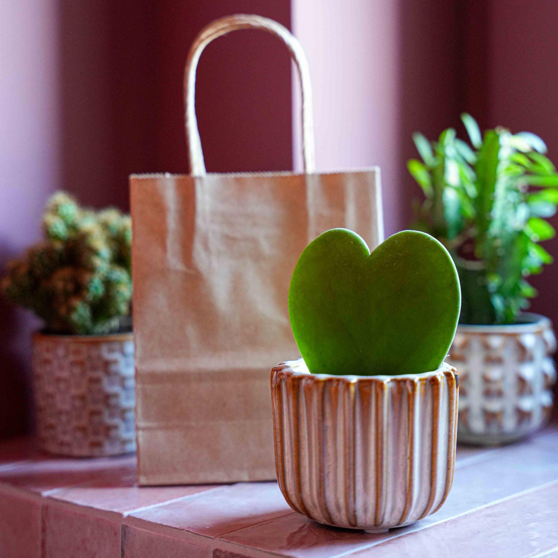 Geschenkset – Love Set – Herzpflanze, Topf, Grußkarte & Geschenktüte