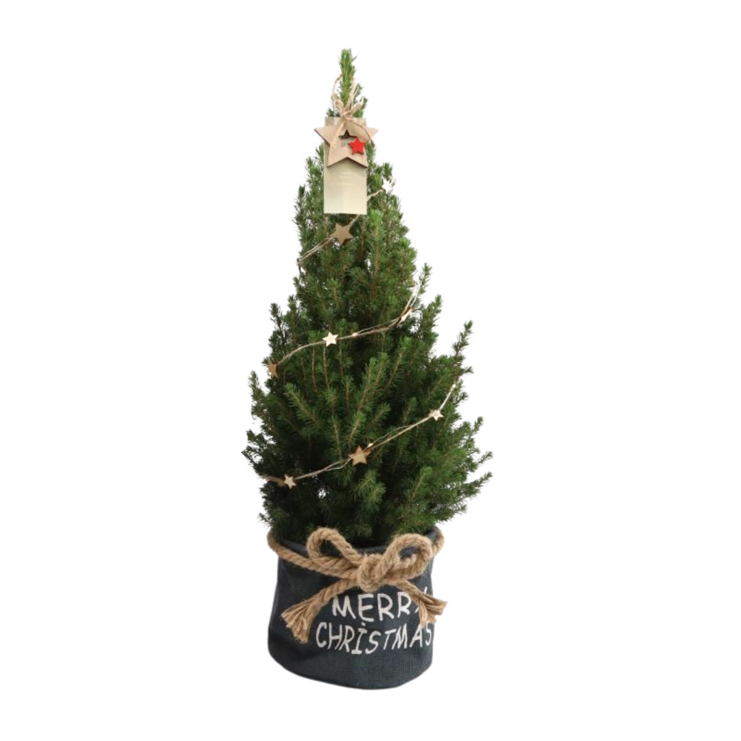 Kleine Weihnachtsbaum in Xmas Bag blau - 70 cm - Picea Glauca Conica -