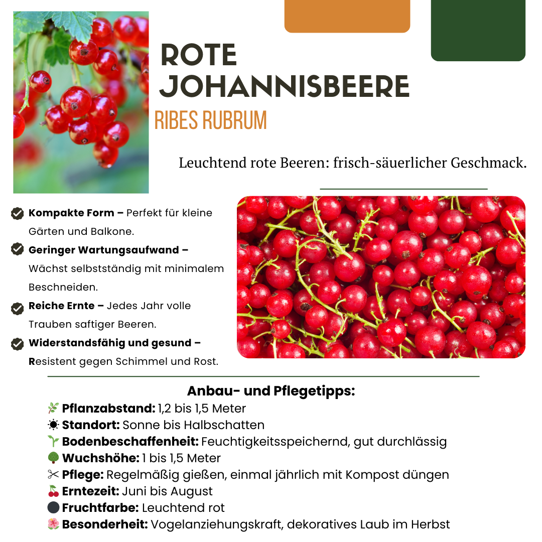 6 x Bio-Stachelbeerpflanzen – Ø 13 cm – ↨ 20 cm