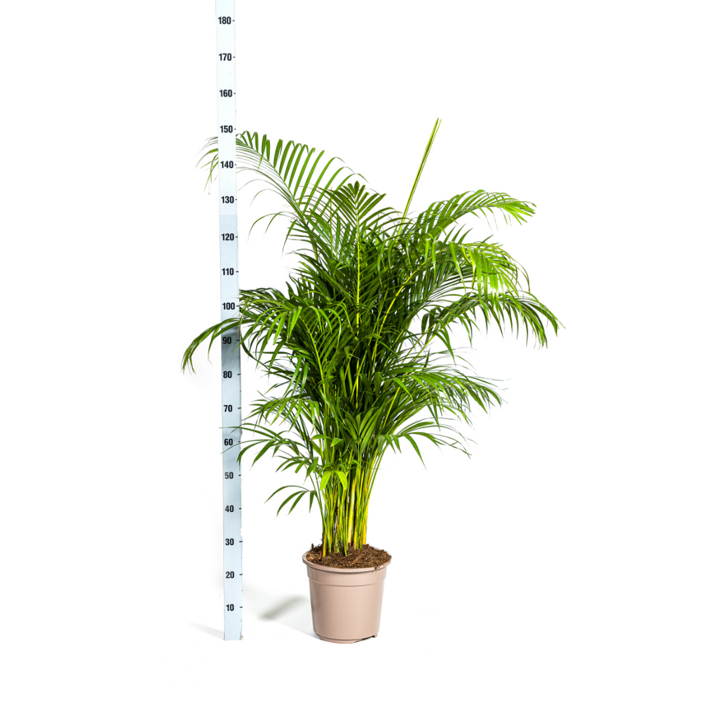Dypsis Areca lutescens Ø27cm - ↕150 - 170cm (Goldpalme)
