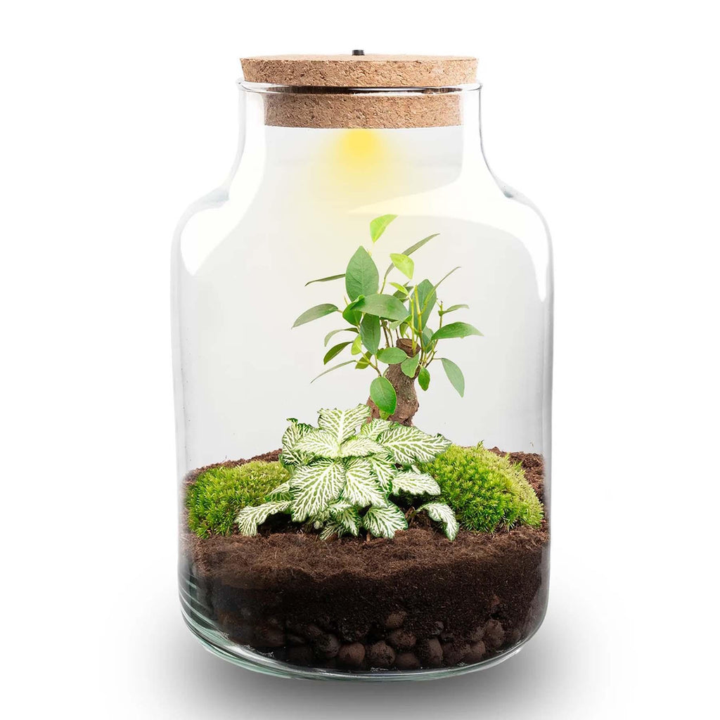 DIY-Pflanzenterrarium mit Licht – Little Milky Bonsai – Ø 17 cm ↑ 25 cm