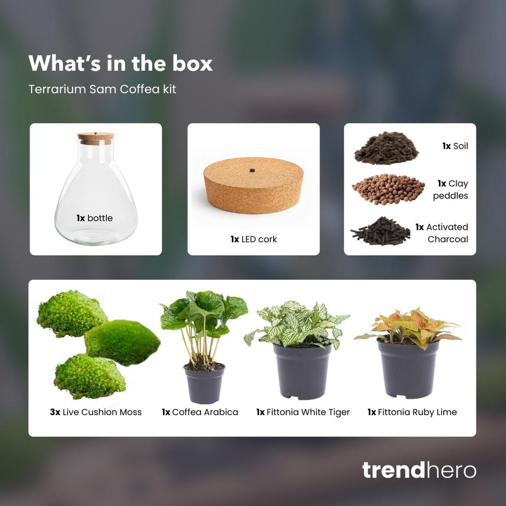 Flaschengarten - Sam mit Lampe - ↕ 30 cm - Normal