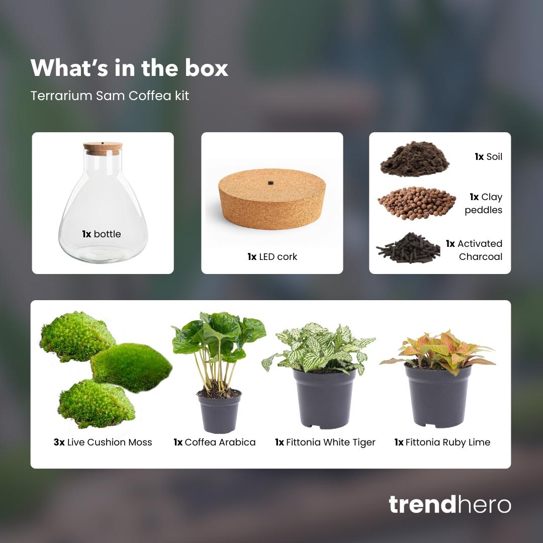 Flaschengarten - Sam mit Lampe - ↕ 30 cm - Normal