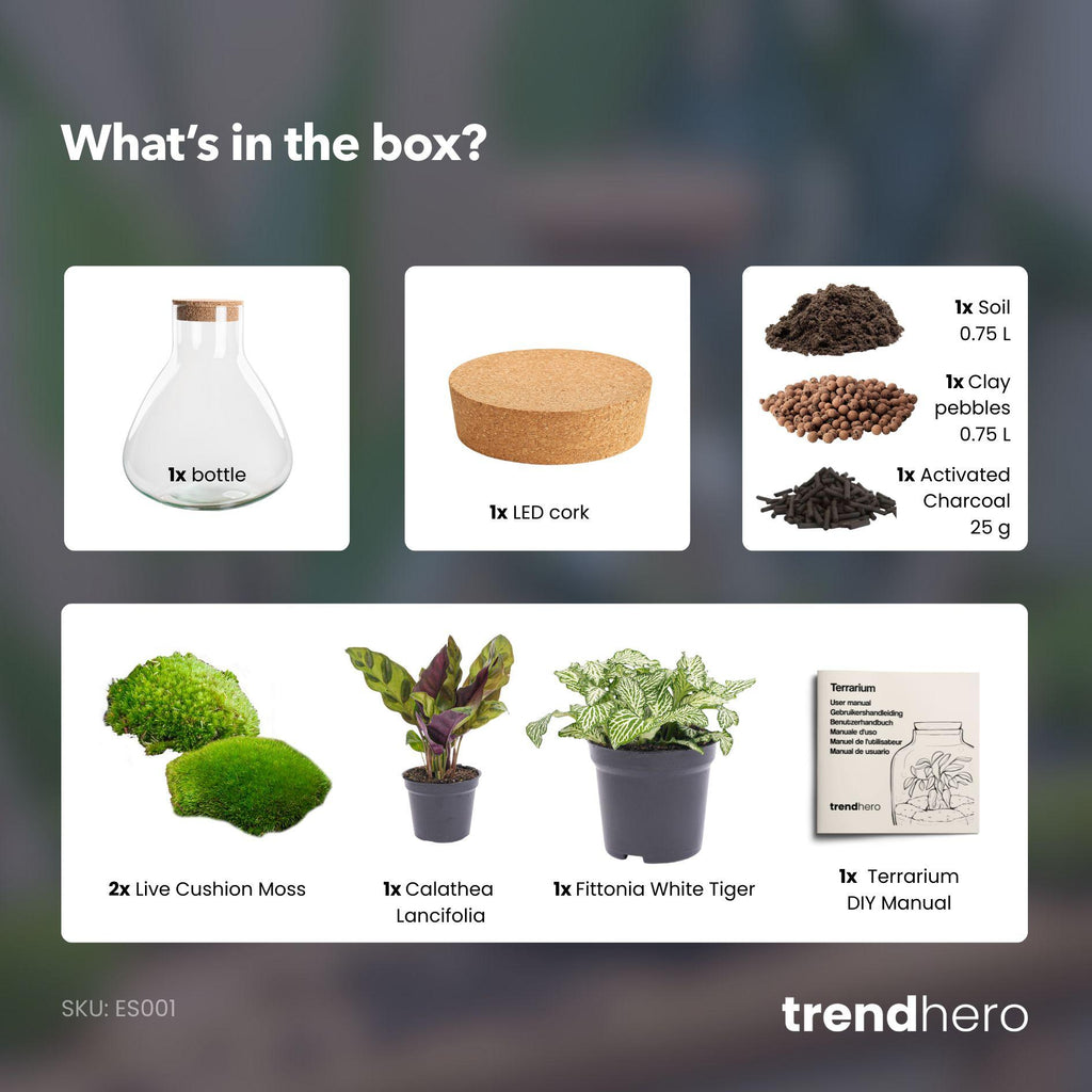 Flaschengarten – Sammie – ↕ 26 cm – Keine Werkzeuge erforderlich