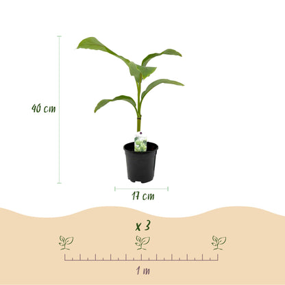 Obstpflanze - Bananenpflanze - Musa Basjoo - Winterhart - 6 Pflanzen - Topf 17cm Höhe 40cm