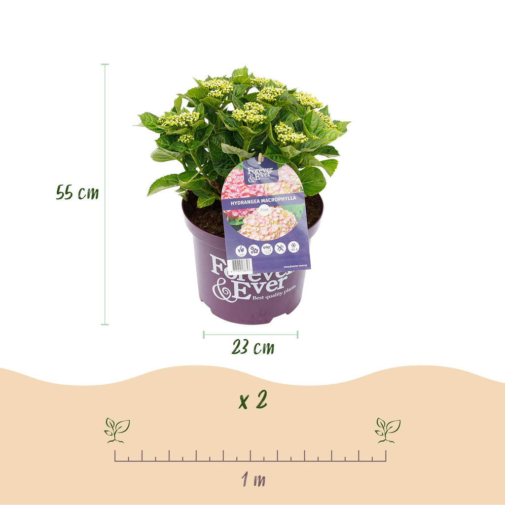 Green boutiQ - Balkonpflanze - Hortensie - Hydrangea Forever & Ever - Rosa - 7-12 Blumen - 2 Pflanzen - Topf 23cm Höhe 55cm