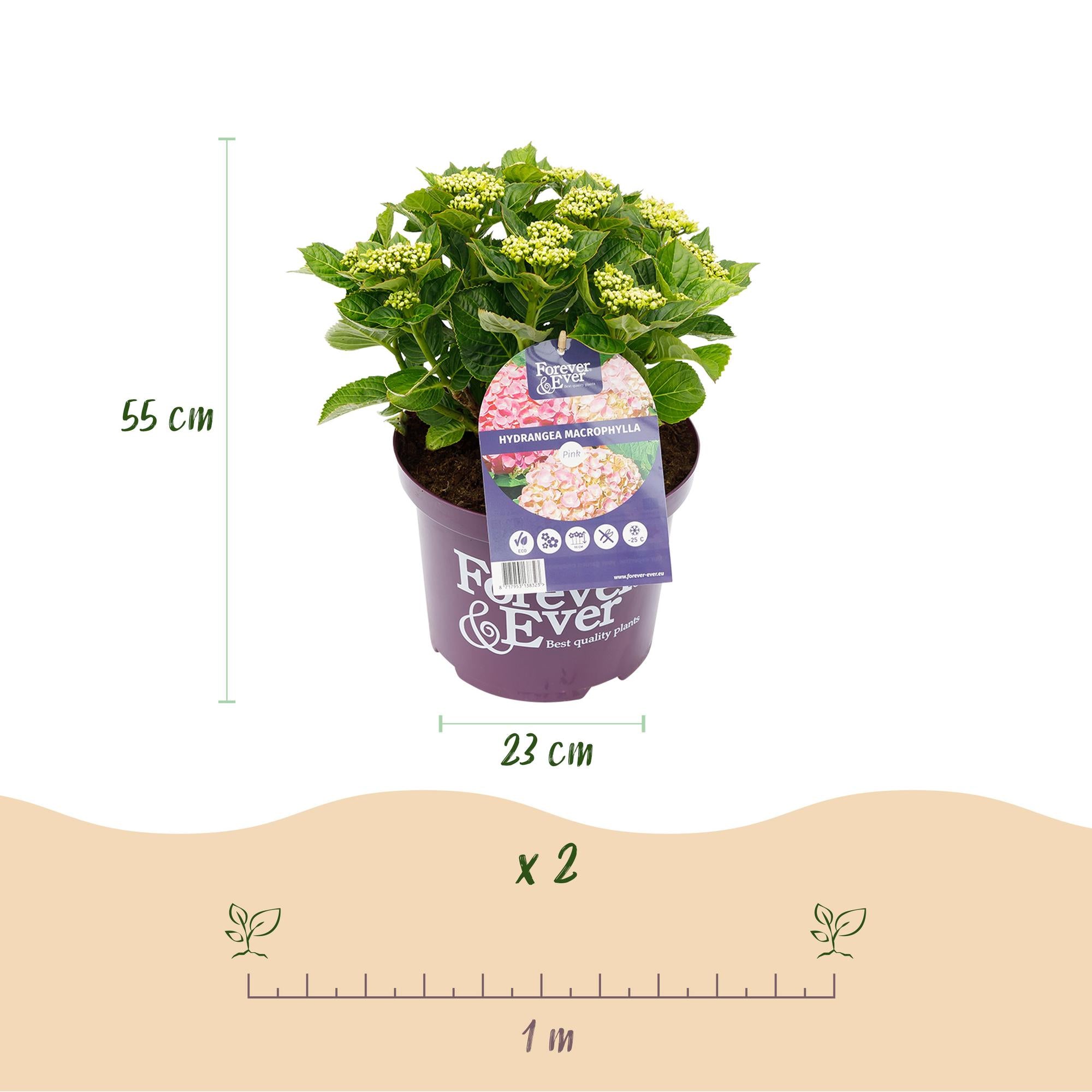 Green boutiQ - Balkonpflanze - Hortensie - Hydrangea Forever & Ever - Rosa - 7-12 Blumen - 2 Pflanzen - Topf 23cm Höhe 55cm