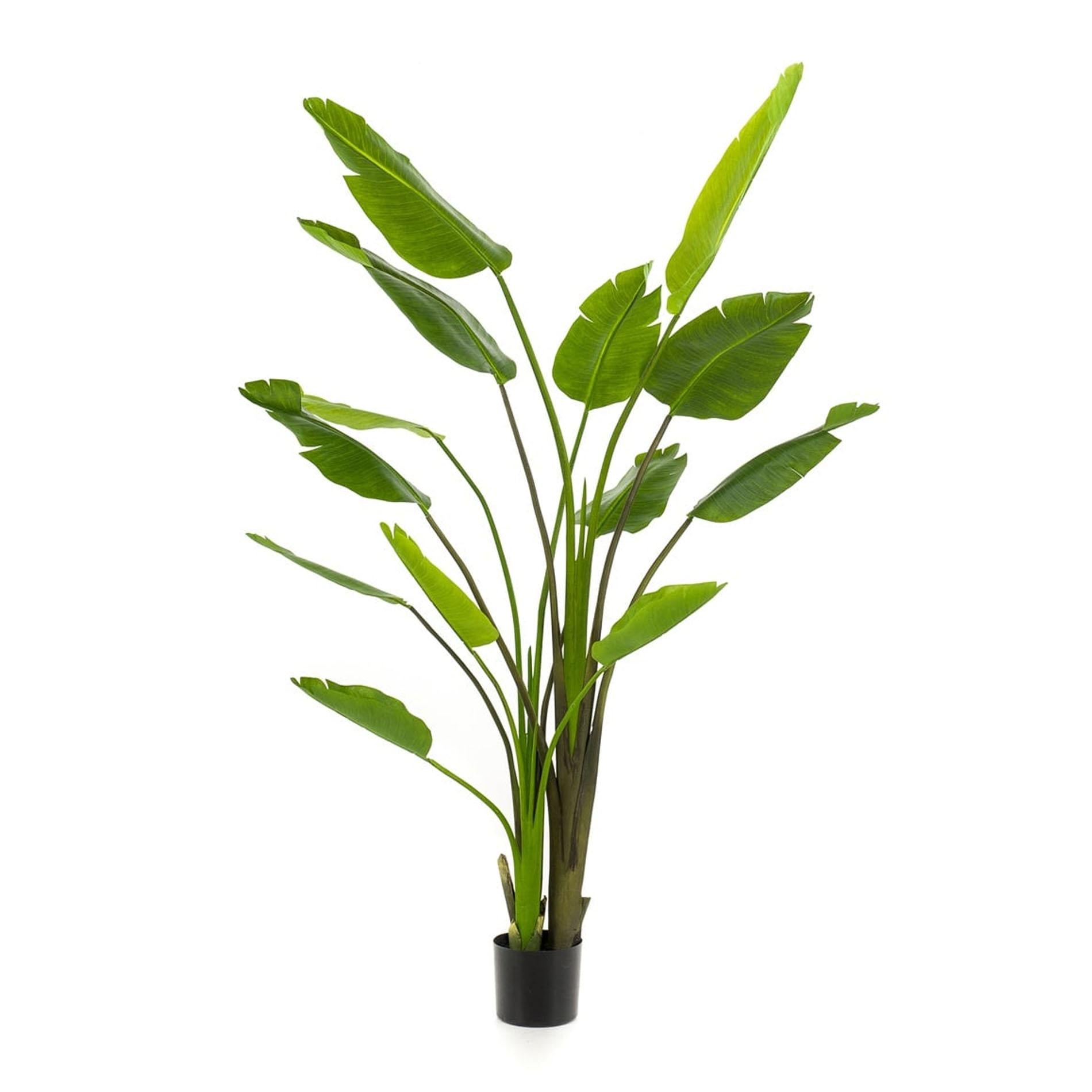 Strelitzia nicolai – 180 cm – In schwarzem Topf – Künstliche Pflanze
