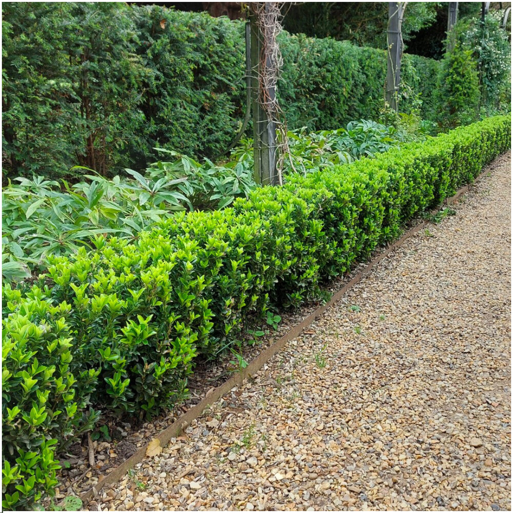 1x 6 Pack Euonymus 'Green Spire' -  Ø 7 cm - ↨ 15 cm