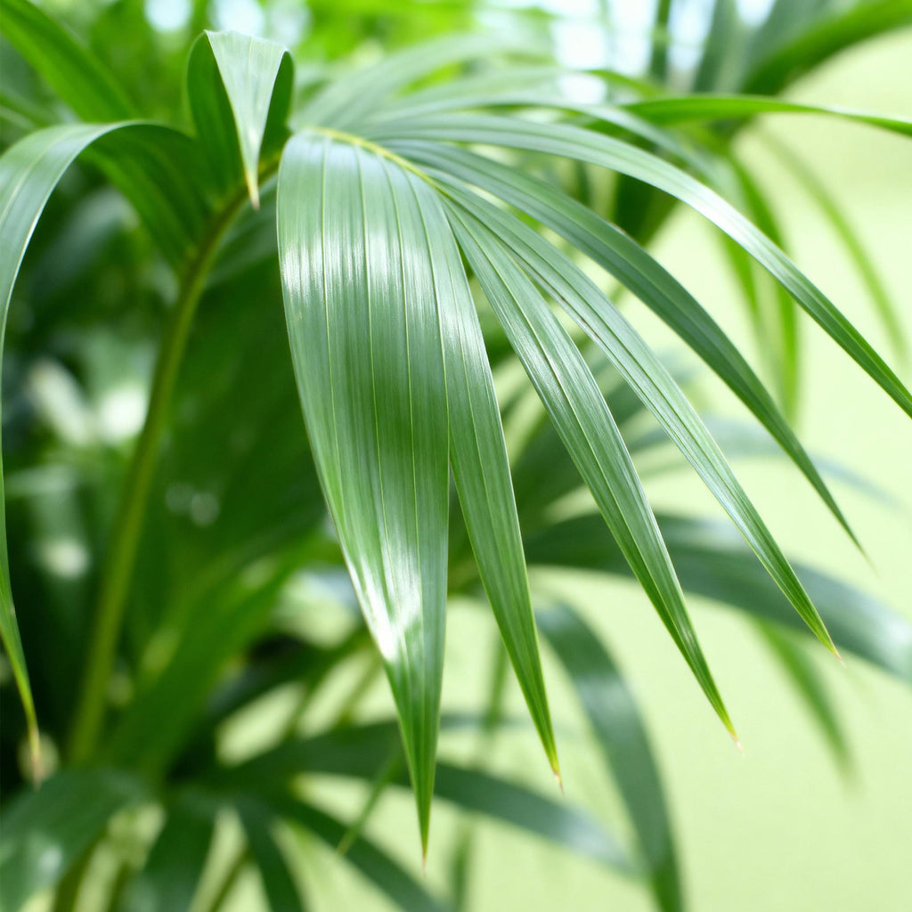 Green boutiQ - Zimmerpflanze - Howea Forsteriana - Kentia Palme - Wenig Pflege - Grün - 1 Pflanze - Topf 17cm - Höhe 70-75cm