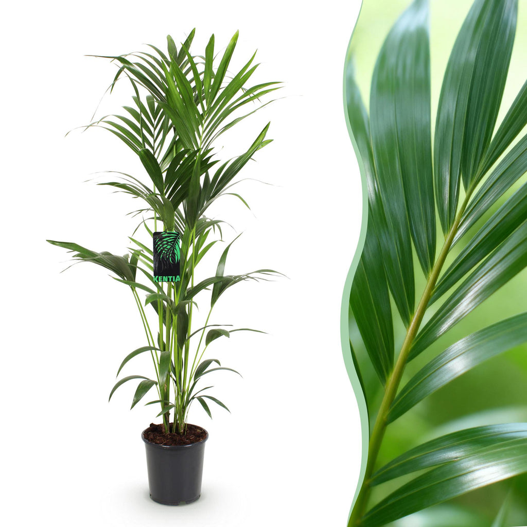 Green boutiQ - Zimmerpflanze - Howea Forsteriana - Kentia-Palme - Wenig Pflege - Grün - 1 Pflanze - Topf 24cm - Höhe 140-150cm