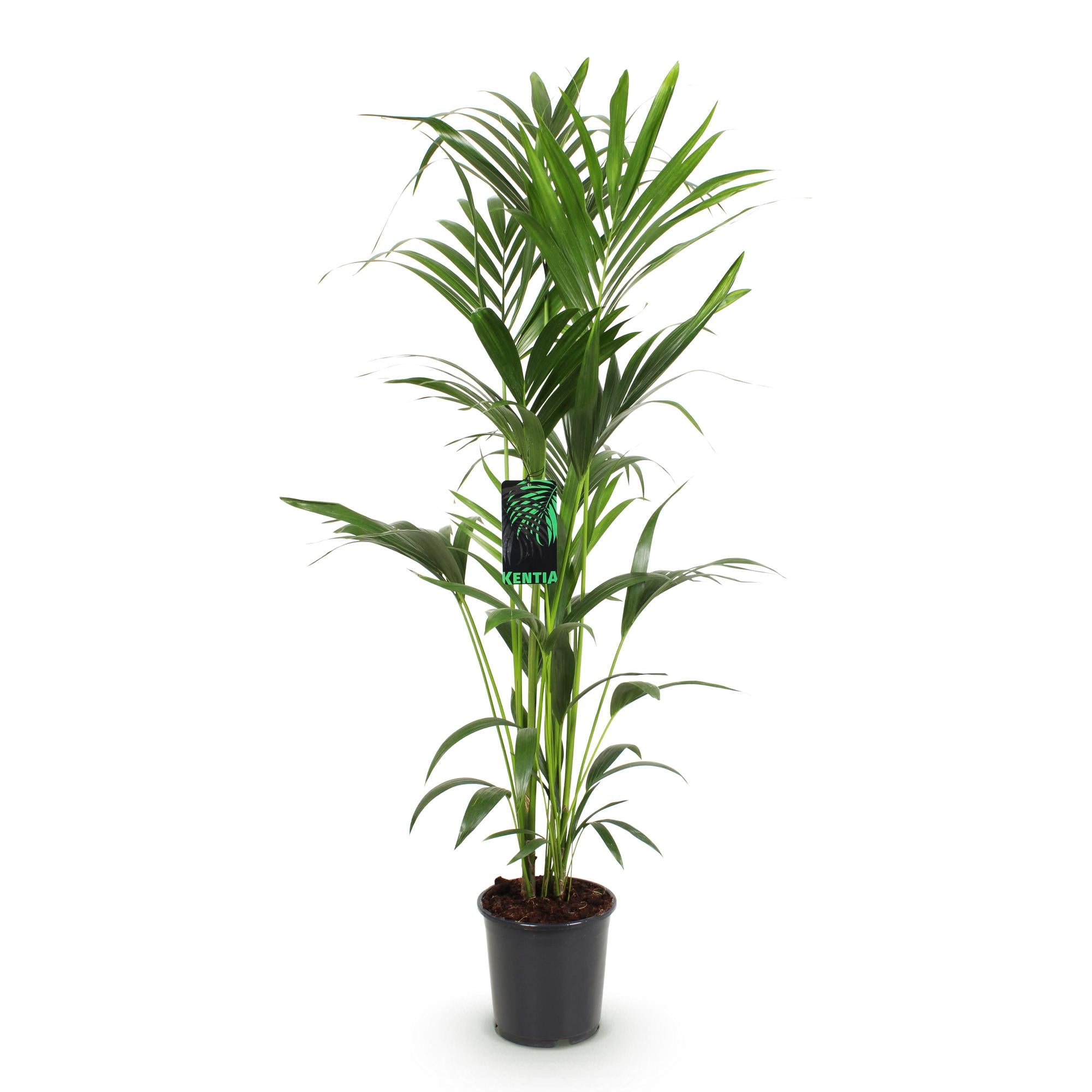 Green boutiQ - Zimmerpflanze - Howea Forsteriana - Kentia-Palme - Wenig Pflege - Grün - 1 Pflanze - Topf 24cm - Höhe 140-150cm