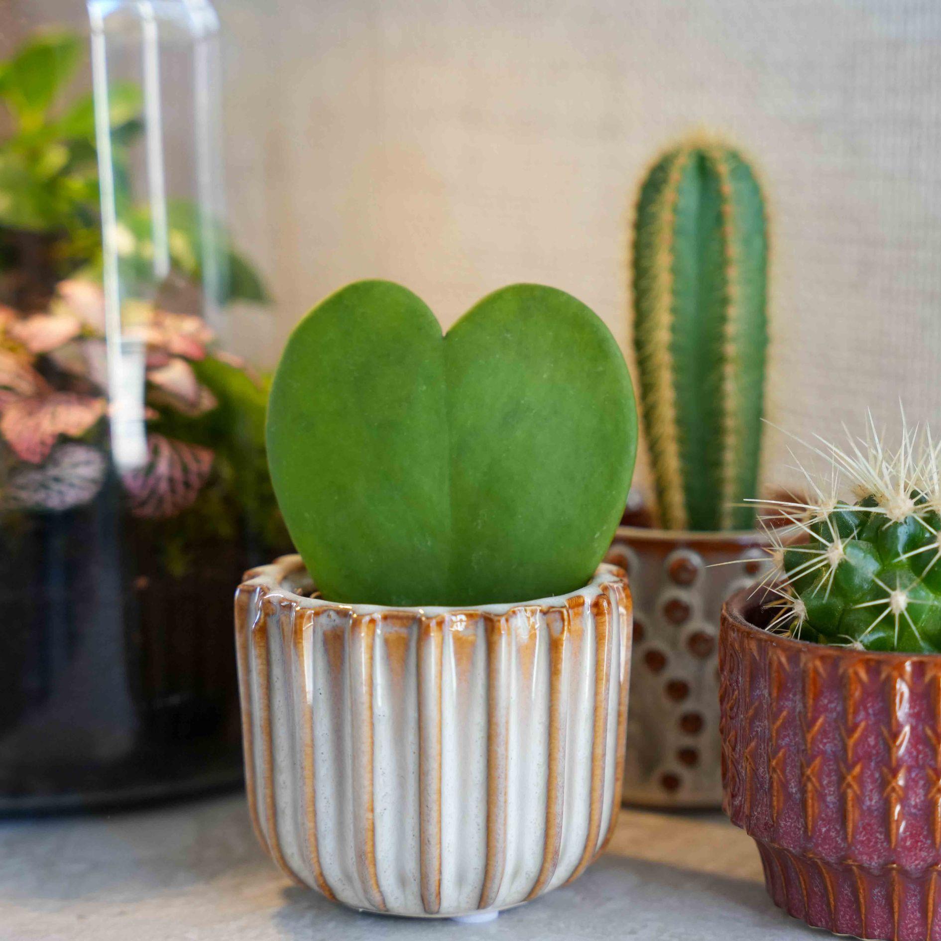 Geschenkset – Love Set – Herzpflanze, Topf, Grußkarte & Geschenktüte