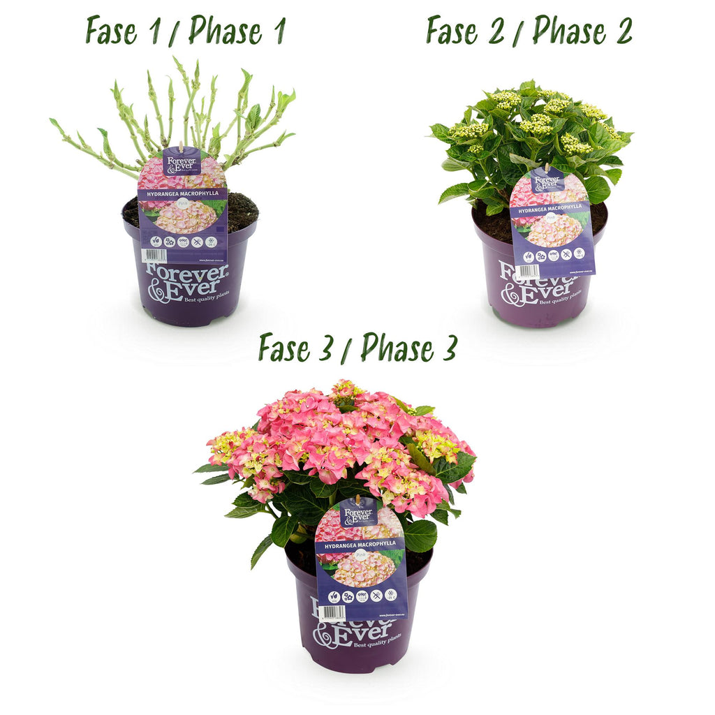 Green boutiQ - Balkonpflanze - Hortensie - Hydrangea Forever & Ever - Rosa - 7-12 Blumen - 2 Pflanzen - Topf 23cm Höhe 55cm