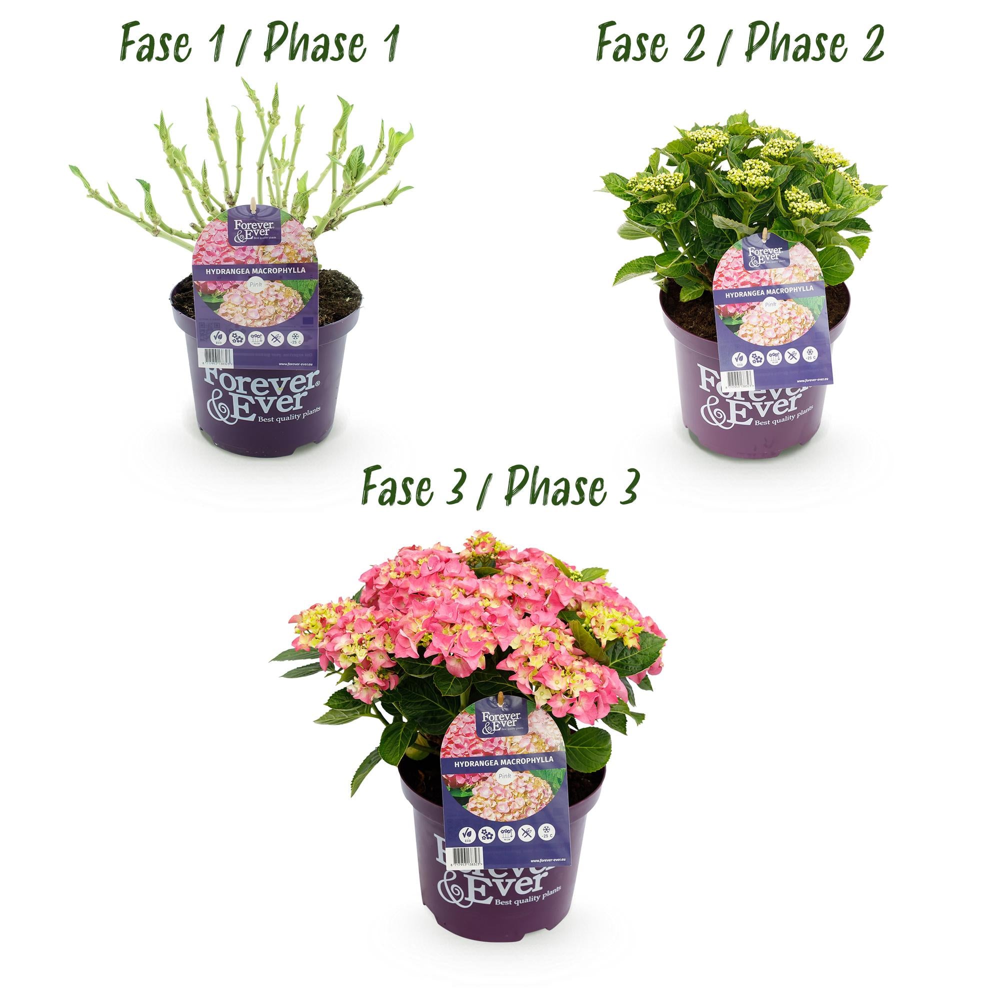 Green boutiQ - Balkonpflanze - Hortensie - Hydrangea Forever & Ever - Rosa - 7-12 Blumen - 2 Pflanzen - Topf 23cm Höhe 55cm