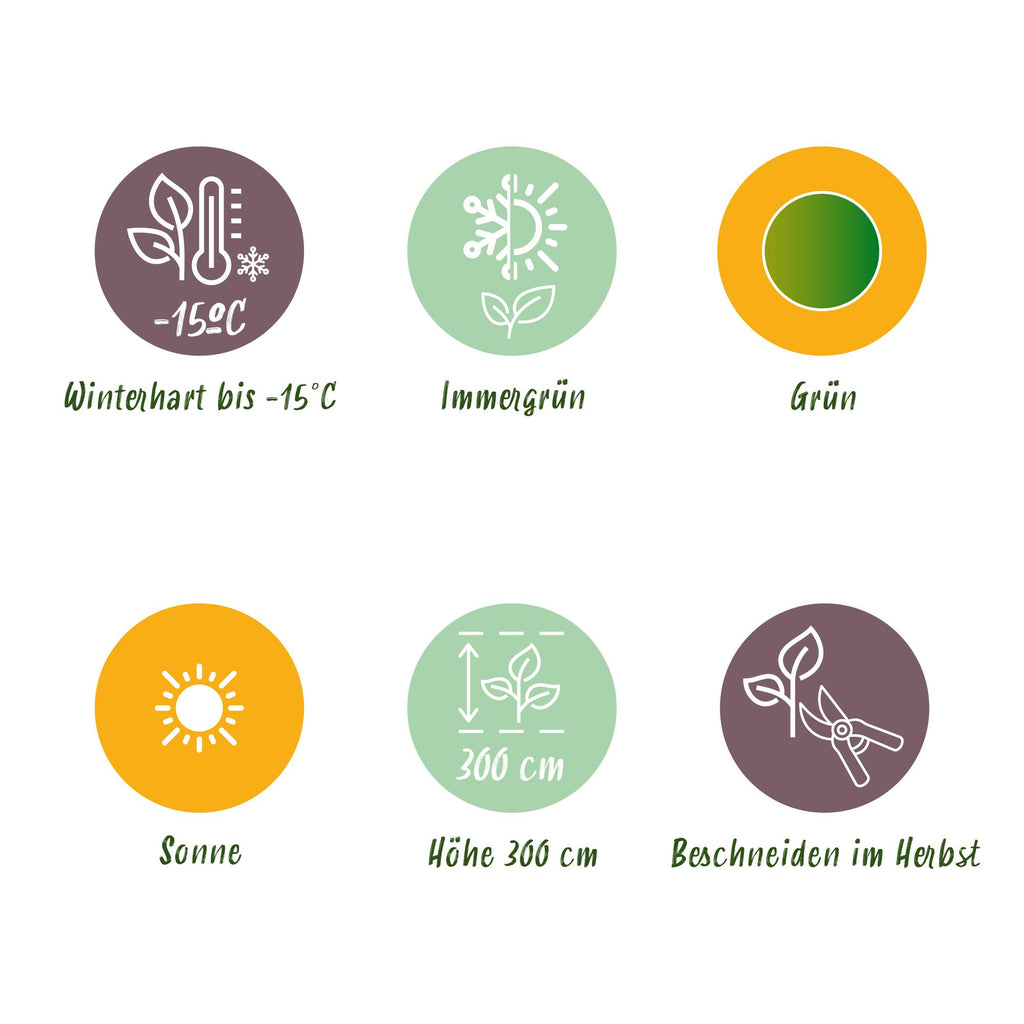 Obstpflanze - Bananenpflanze - Musa Basjoo - Winterhart - 6 Pflanzen - Topf 17cm Höhe 40cm