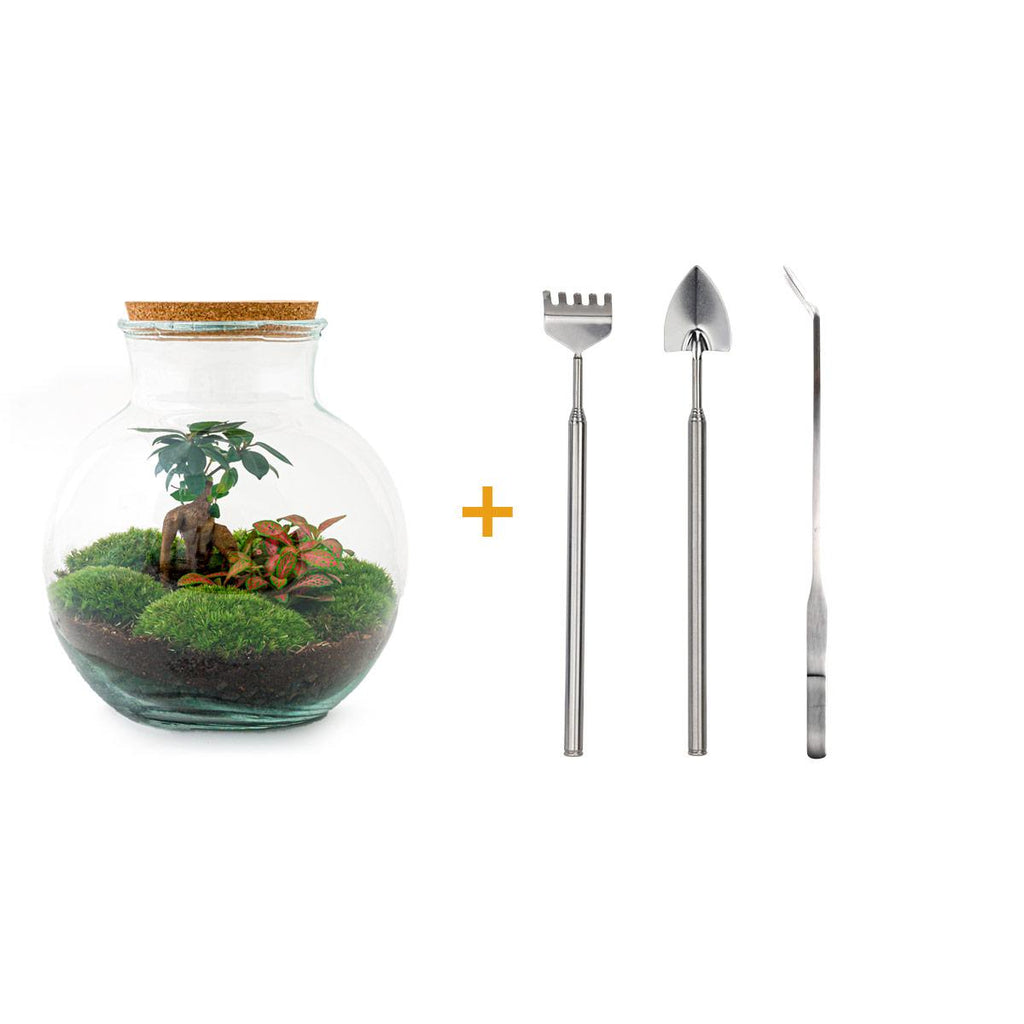 Flaschengarten - Teddy bonsai - ↕ 26,5 cm - Rechen + Schaufel + Pinzette