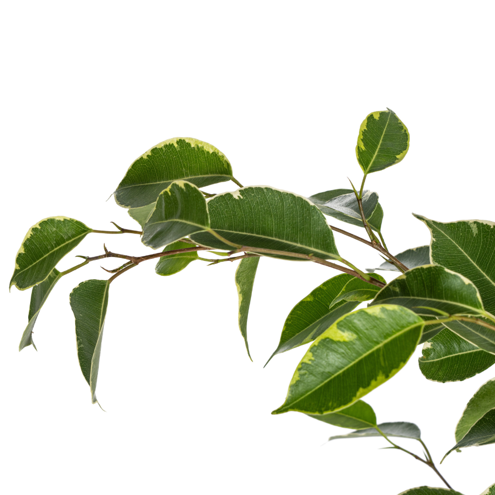 Ficus Benjamina Golden King Ø17cm - ↕60 - 80cm