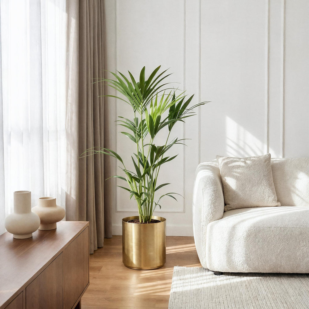 Green boutiQ - Zimmerpflanze - Howea Forsteriana - Kentia Palme - Wenig Pflege - Grün - 2 Pflanzen - Topf 21cm - Höhe 120-130cm