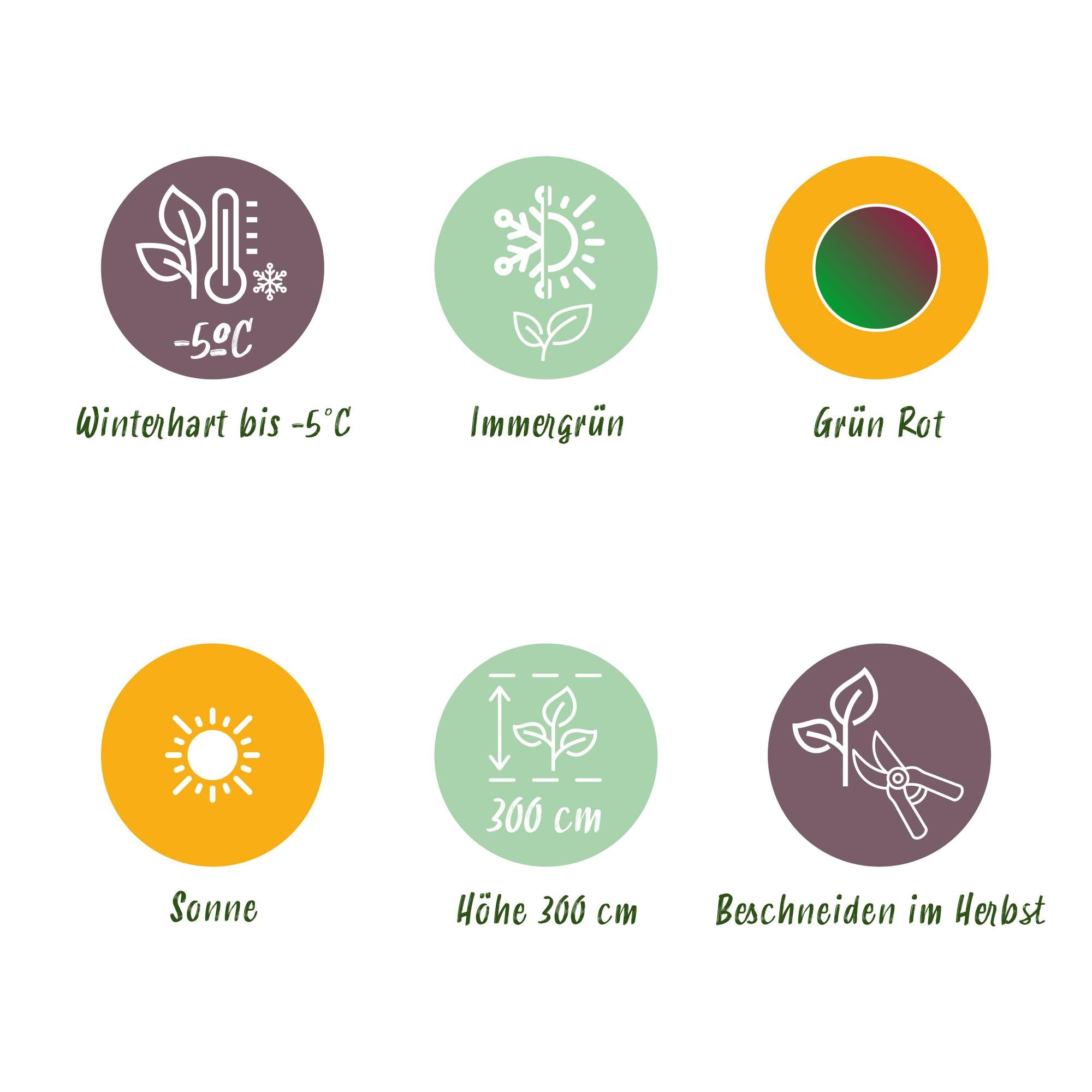 Obstpflanze - Bananenpflanze - Musa sikkemensis Red Tiger - Winterhart - 6 Pflanzen - Topf 17cm Höhe 40cm