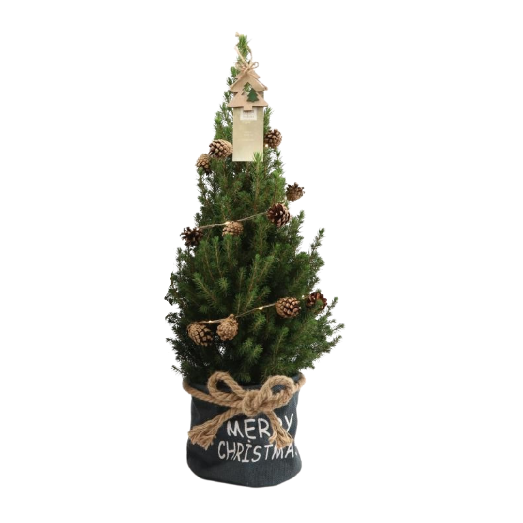 Kleiner Weihnachtsbaum in Xmas Bag blau – 70 cm – Picea Glauca Conica – Tannenzapfenbeleuchtung inklusive Batterien
