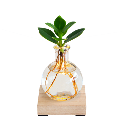 Glowplant - Clusia in einer Vase mit einer Lampe