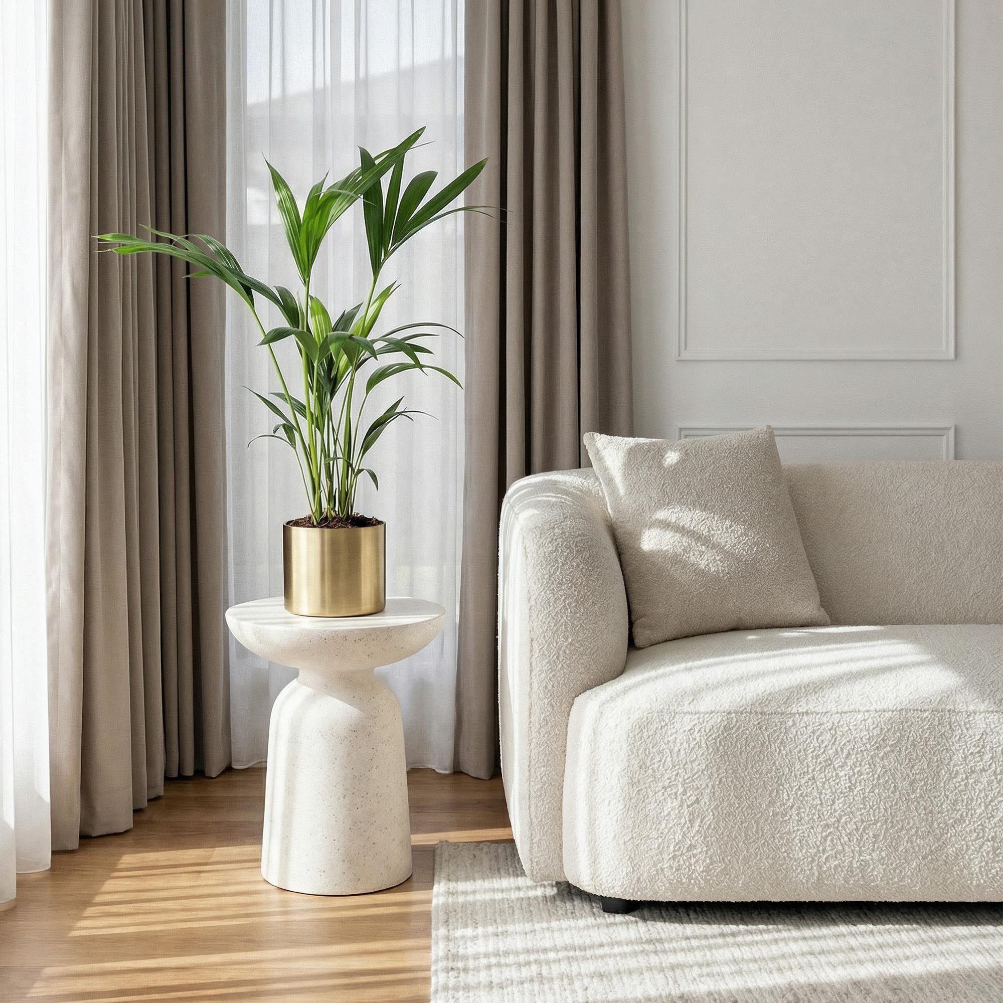 Green boutiQ - Zimmerpflanze - Howea Forsteriana - Kentia Palme - Wenig Pflege - Grün - 1 Pflanze - Topf 17cm - Höhe 70-75cm