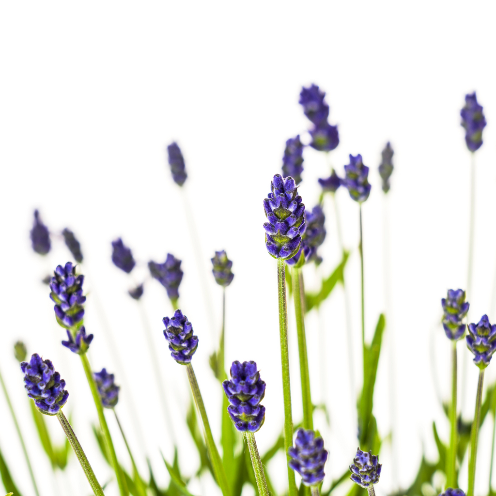 4x Lavandula angustifolia Ø19cm - ↕40 - 50cm