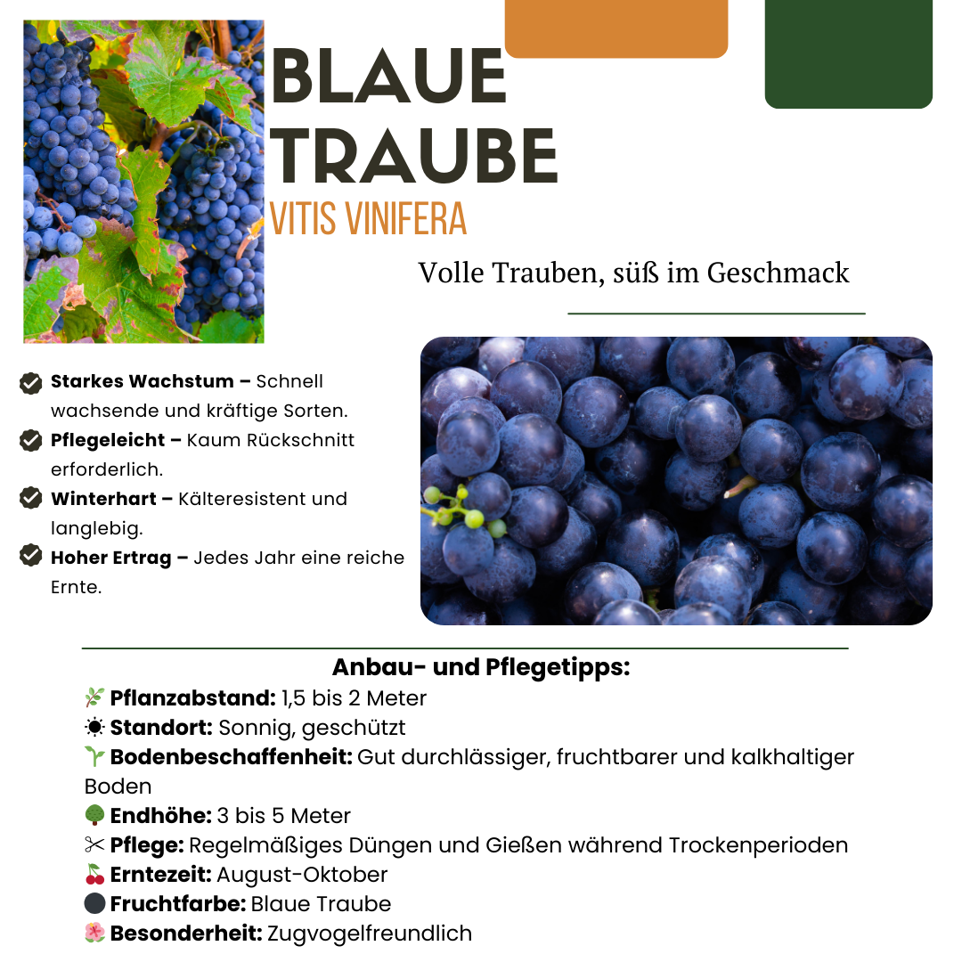 3 x Bio-Weinreben – Ø 13 cm – ↨ 20 cm