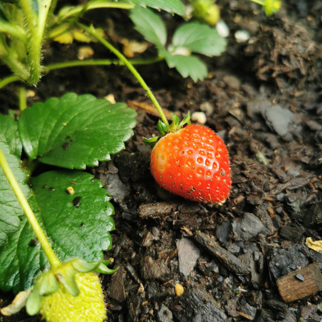 Erdbeeren, 6er-Pack (Fragaria), 100 % biologisch