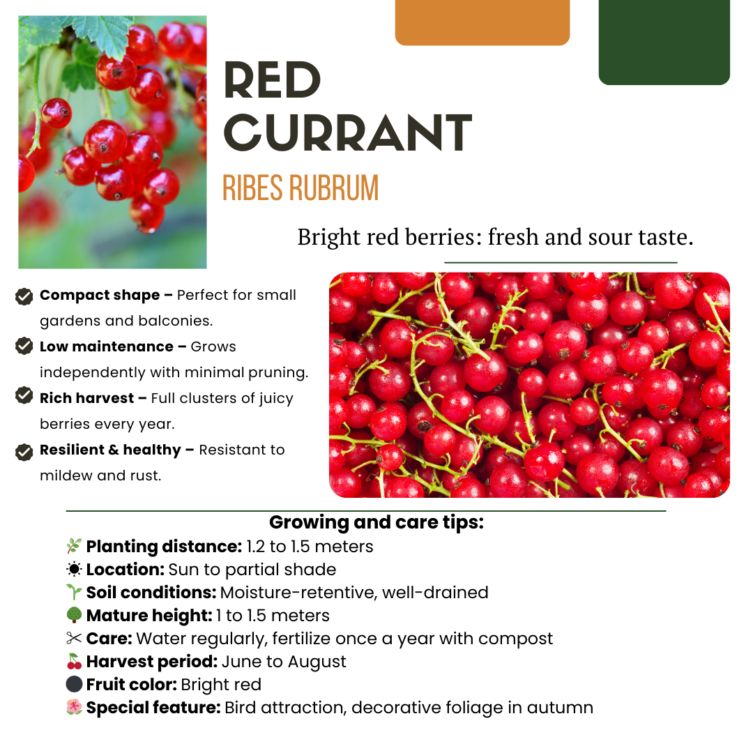 6 x Bio-Stachelbeerpflanzen – Ø 13 cm – ↨ 20 cm