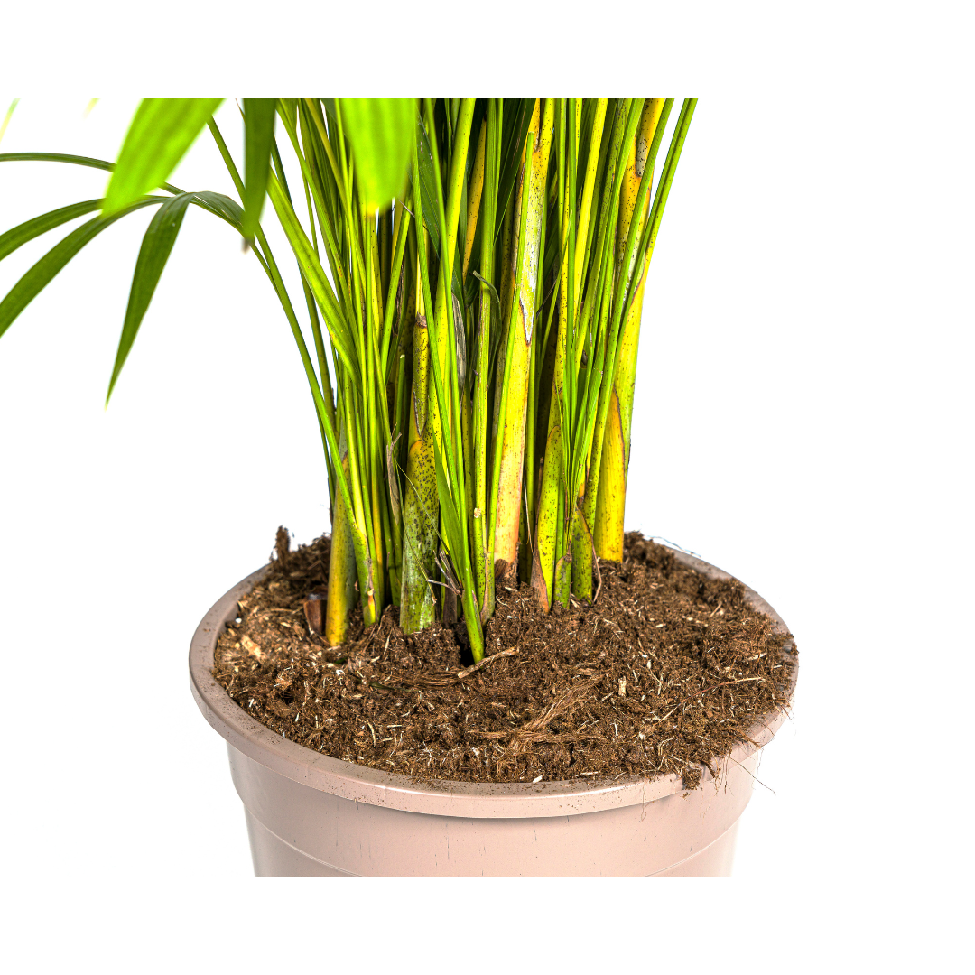 Dypsis Areca lutescens Ø27cm - ↕150 - 170cm (Goldpalme)