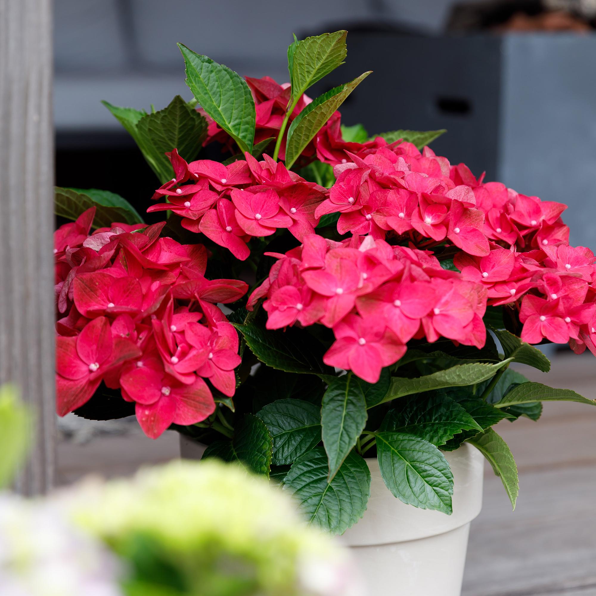 Green boutiQ - Balkonpflanze - Hortensie - Hydrangea Magical Teusday & Saphire - Rot - 6-10 Blumen - Topf 23cm Höhe 55cm